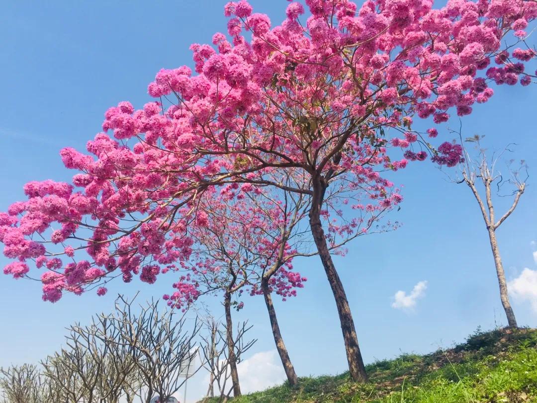 红花风铃木别名掌叶黄钟木,紫绣球,红花黄钟木,紫葳科风铃木属落叶