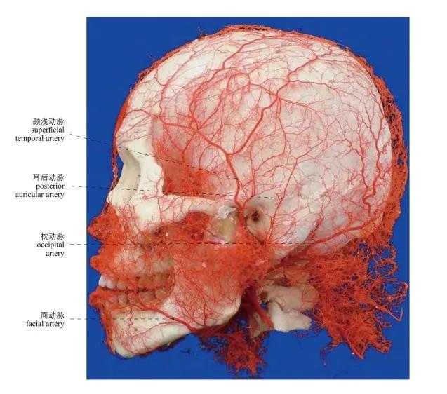 头部局部解剖学图谱