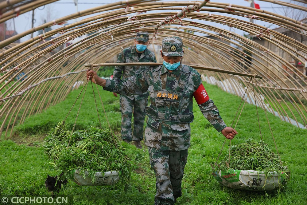 湖北云梦：民兵和志愿者帮村民收割藜蒿(图4)