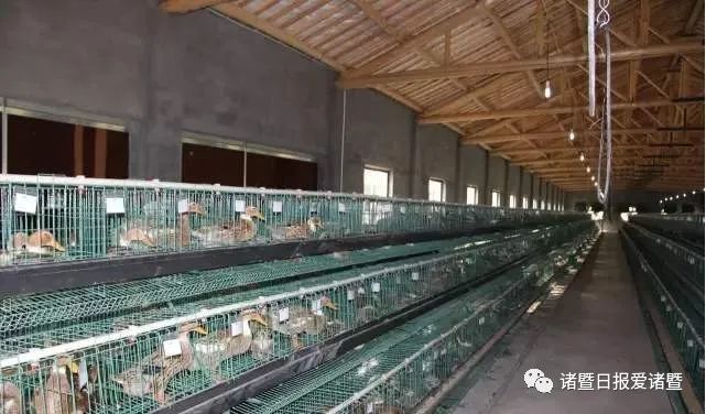 “十万鸭子赴巴基斯坦灭蝗”续：浙江企业拟向巴捐赠十万鸭苗