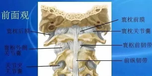 垂直的,而颈椎关节面平行排列,这一生理特点决定了颈椎关节囊最易损伤