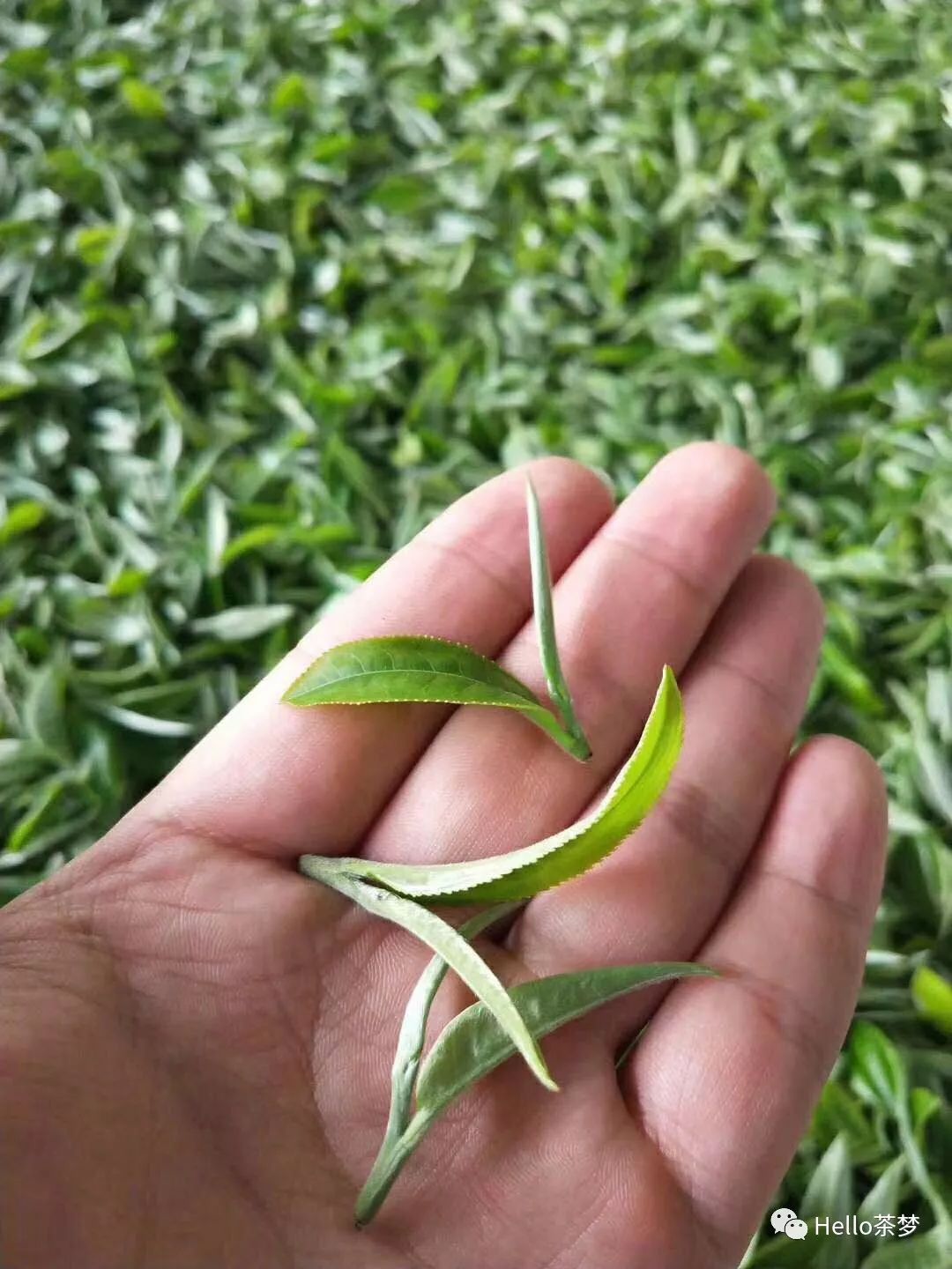 头春一芽一叶