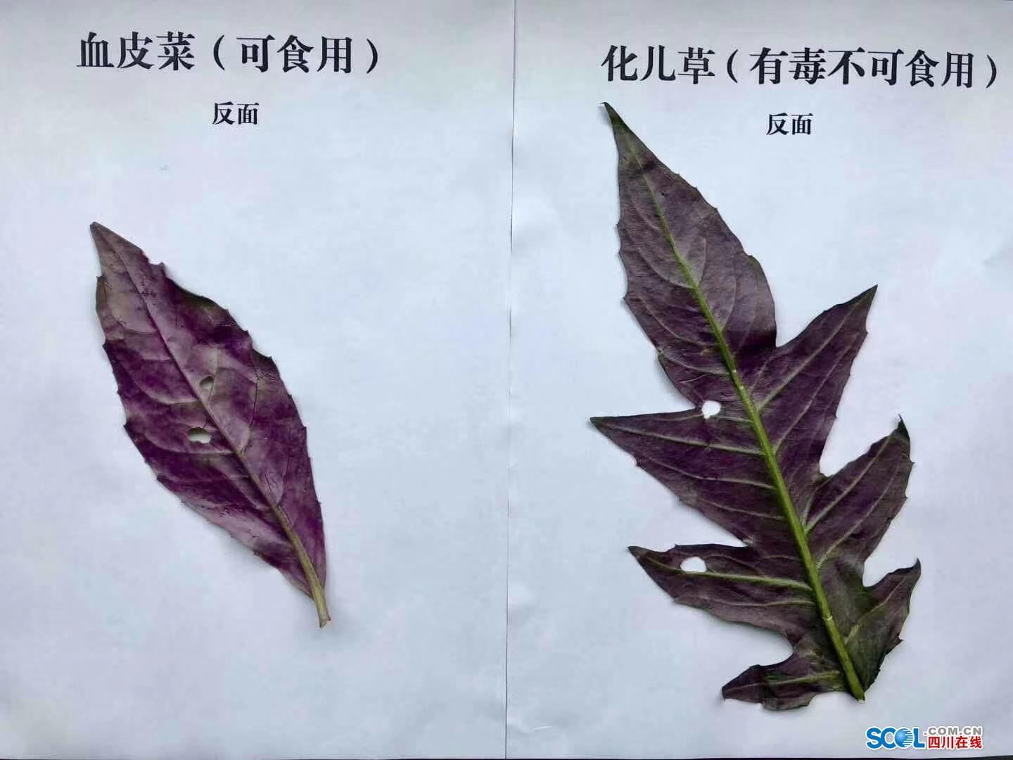 误把"化儿草"当"血皮菜" 泸州一家六口中毒了