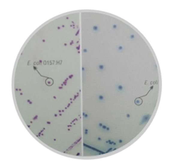 大肠杆菌o157显色培养基(第二代)