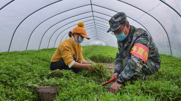 湖北云梦：民兵和志愿者帮村民收割藜蒿(图1)