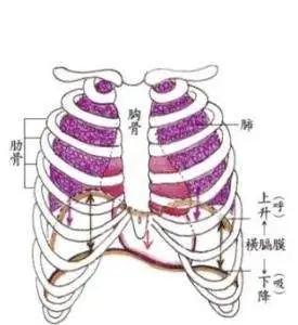 胸腔是人体相对稳定的结构之一.