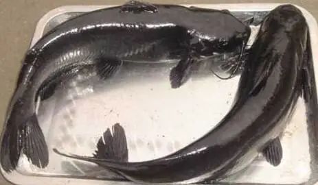 叉尾鮰水霉病致死率高达80养殖中精细管理坚持无病先防提高养殖收益