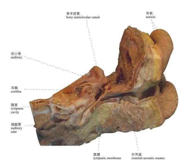 (anterolateral aspect)图1-22 面侧深区的血管和神经(深部)blood