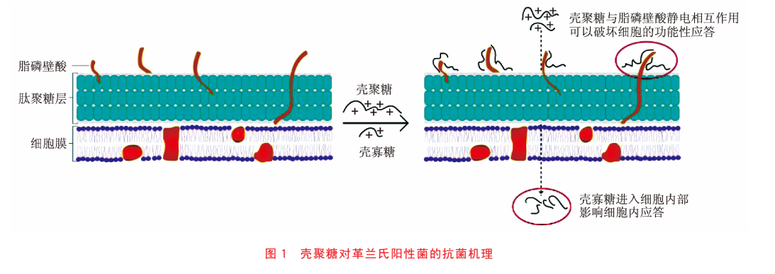 壳聚糖及壳寡糖等衍生物的抗菌机理