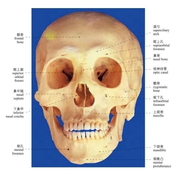 头部局部解剖学图谱