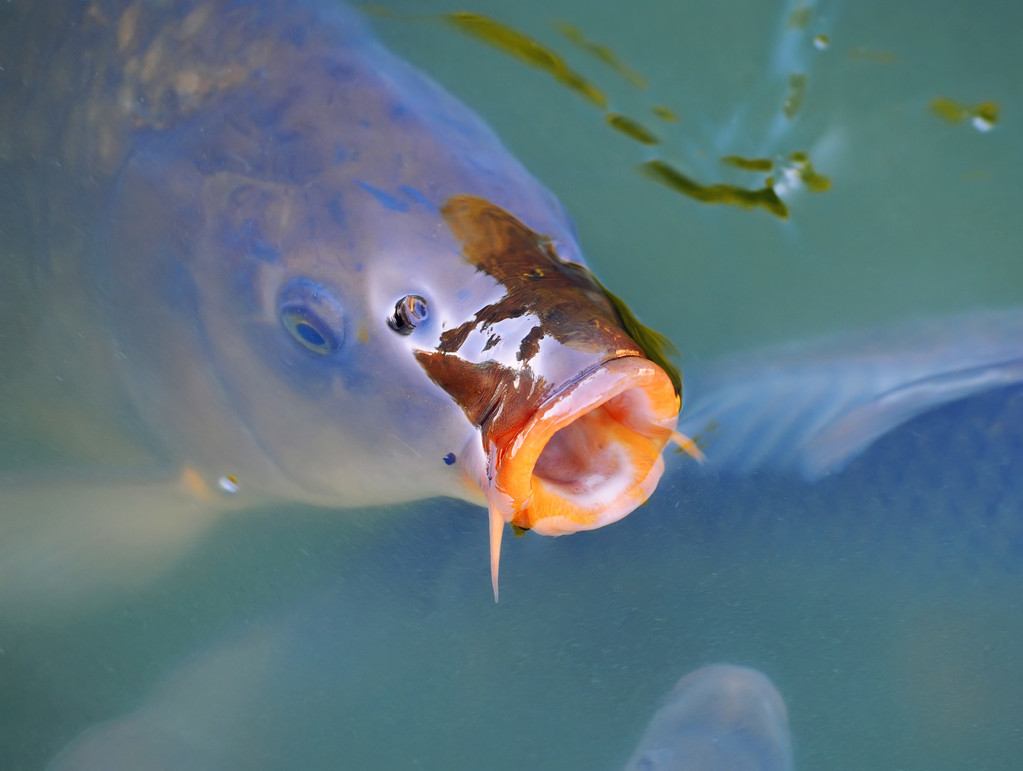 原创声音会惊鱼也能诱鱼客观分析声音对钓鱼的利弊影响