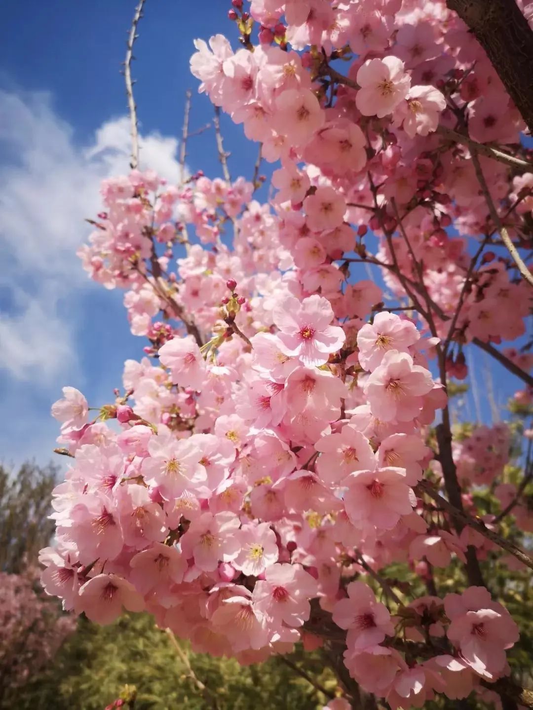 春到保定 1>丨点击一下,狼牙山花海尽在眼前~_樱花