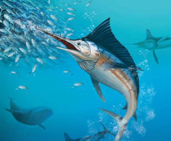 海洋科普 | 旗鱼和箭鱼,你能分清吗?