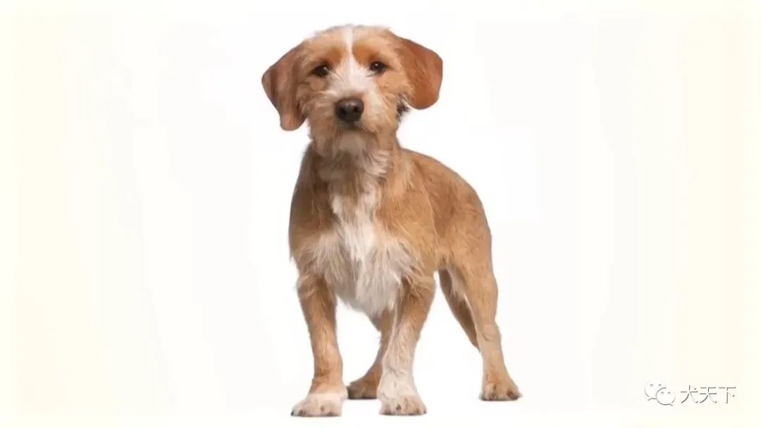 no 5巴贝特犬一种多才多艺的品种,快乐,聪明,有爱心,忠诚,最初是一种