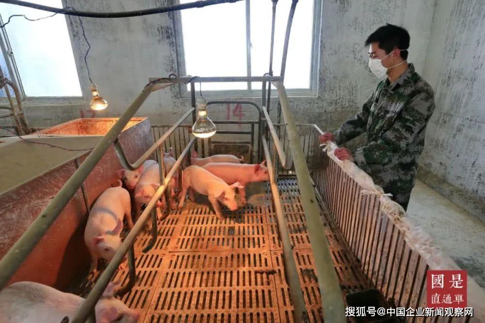 你抢口罩,行业大佬们却在“抢猪”,猪肉价格