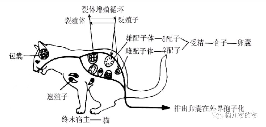 猫九爷谁说孕妇不能养猫