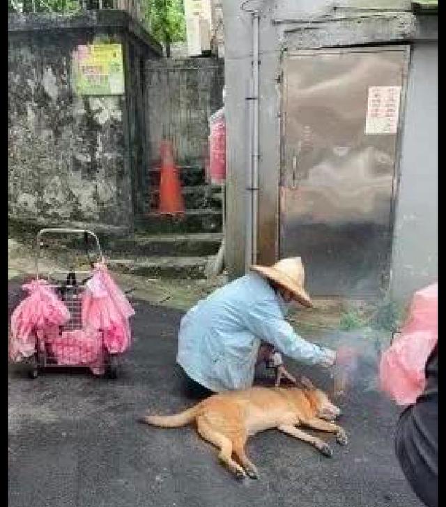 狗狗意外去世，賣菜老奶奶一時無法接受，還燒香希望它起死回生！ 寵物 第2張