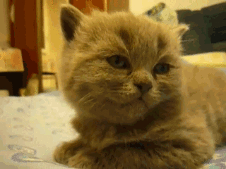 养猫之后,我才发现自己是个抖m