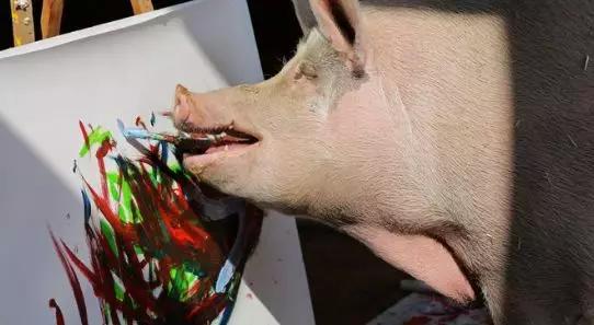 猪都成艺术家了！外国一头猪设计了一个红酒酒标
