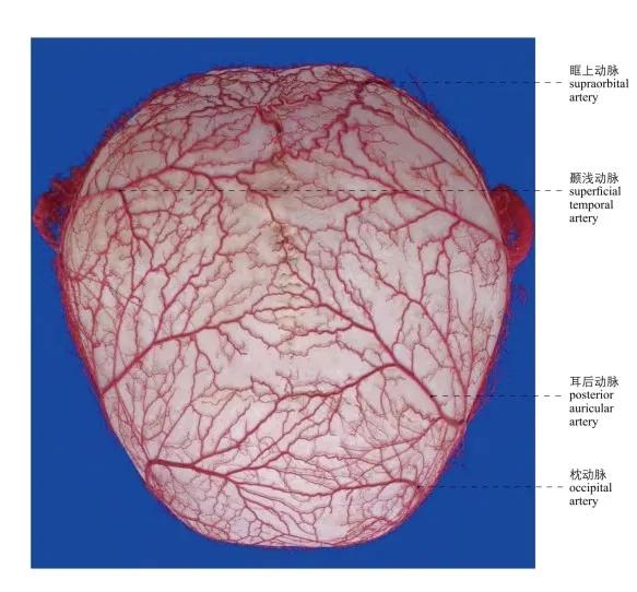 图1-9 面部动脉 the arteries of the face