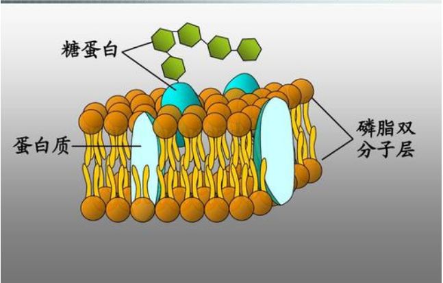 糖蛋白结构,糖蛋白,膜糖蛋白 大山谷图库