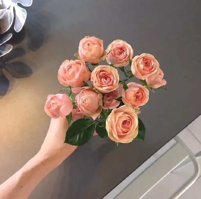 玫瑰花背景图