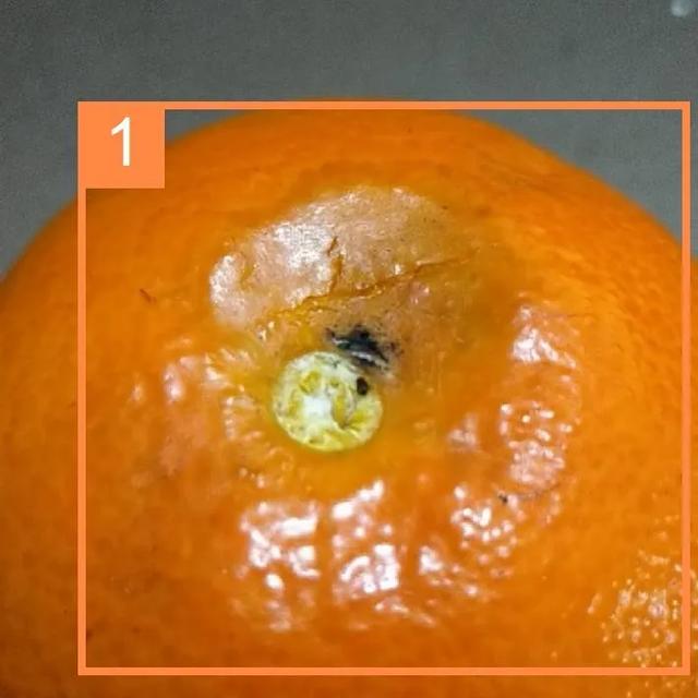 这17个种植难题,80%的种植户都会遇到 |专家咨询典型问题第1期