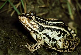 虎纹蛙猪蛙黑龙江林蛙中国林蛙"昆虫纲"有3种,包括双齿多刺蚁,大黑