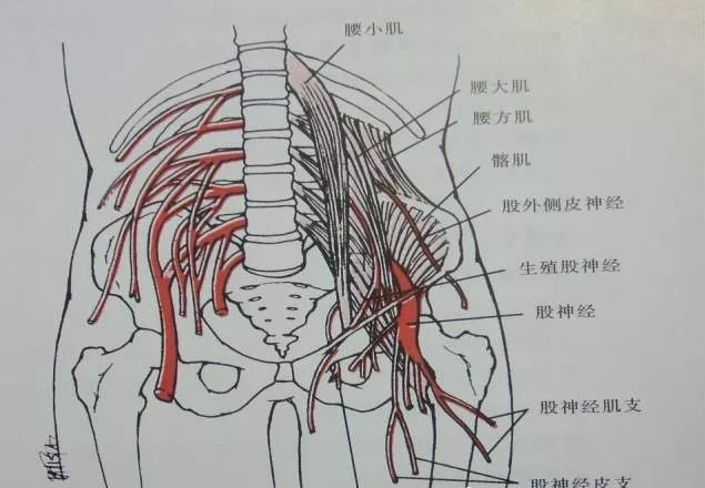 穿过深筋膜从骶棘肌外缘在深浅筋膜之间向下走行,在腰三角处穿过腰背
