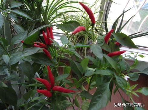 绿叶菜怎么快速吃完 28bcda78056d4689a6b219729d038a0a.jpeg