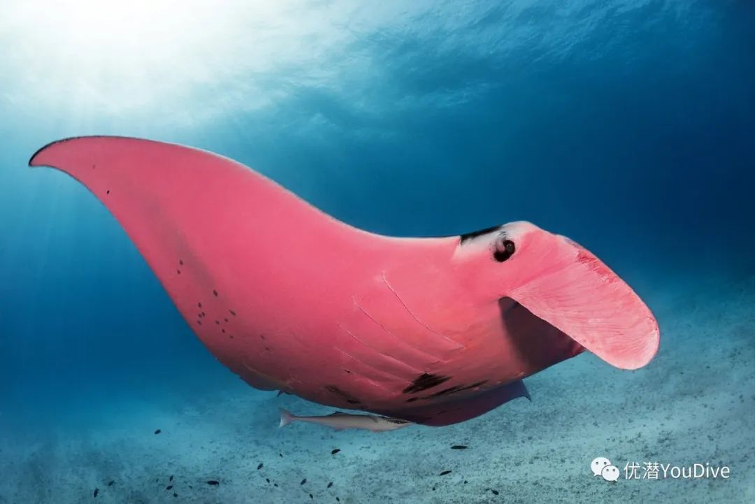 红色螃蟹少条腿猜成语_螃蟹几条腿及图片(3)