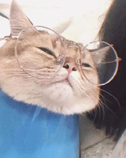 小猫咪深夜靠在电脑键盘旁边一直点头,原因竟然是