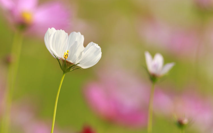 3月上旬，福旺運更旺，喜事多多，橫財不斷，財源廣進的3大生肖 星座 第1張