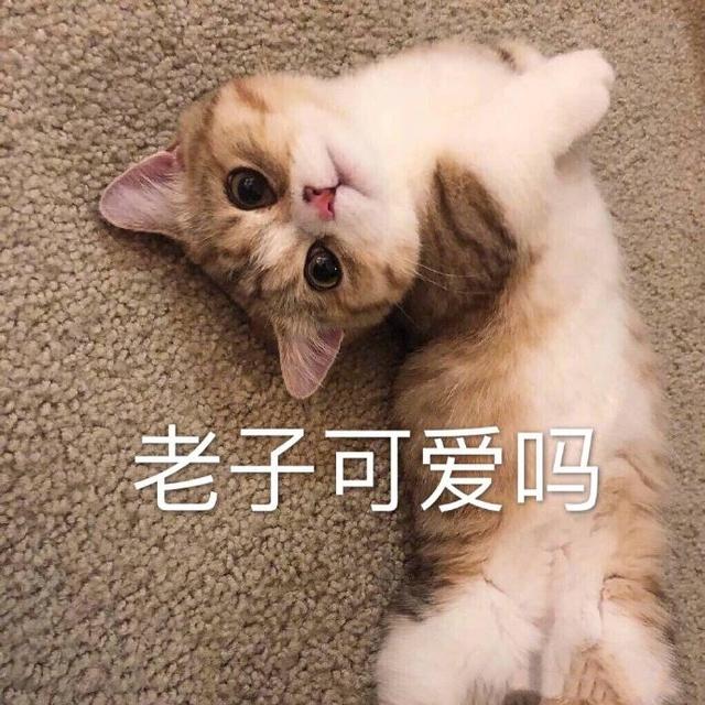 猫咪表情包合集老子可爱吗