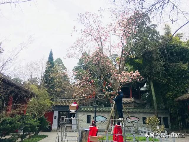 汉中勉县的古旱莲开花啦_武侯祠