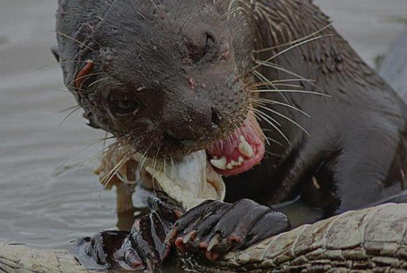 它被称为水中蜜獾,和鳄鱼对战直接撕碎鳄鱼头,一口咬掉残忍至极