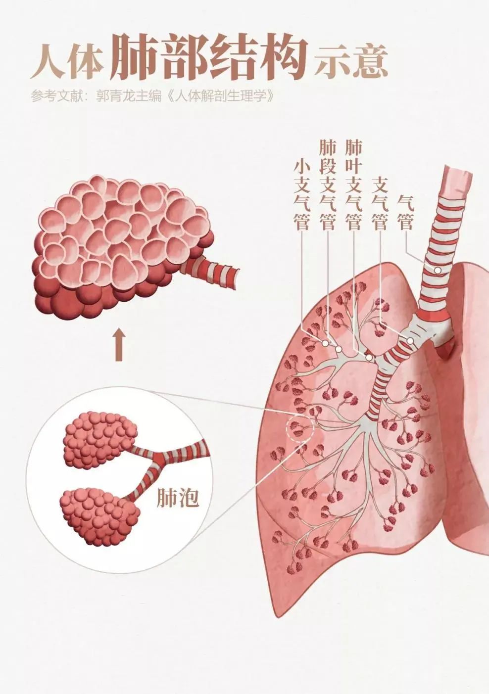 (人体肺部结构示意)