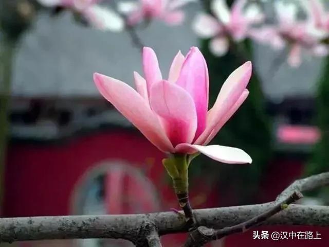 汉中勉县的古旱莲开花啦_武侯祠