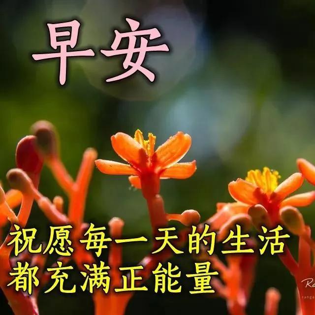 每天积极乐观阳光向上,充满正能量的人一定会有好运,早晨好