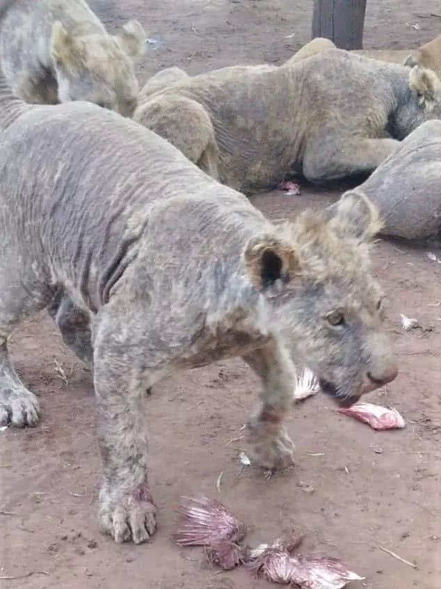 南非108头狮子遭恐怖虐待!已经完全看不