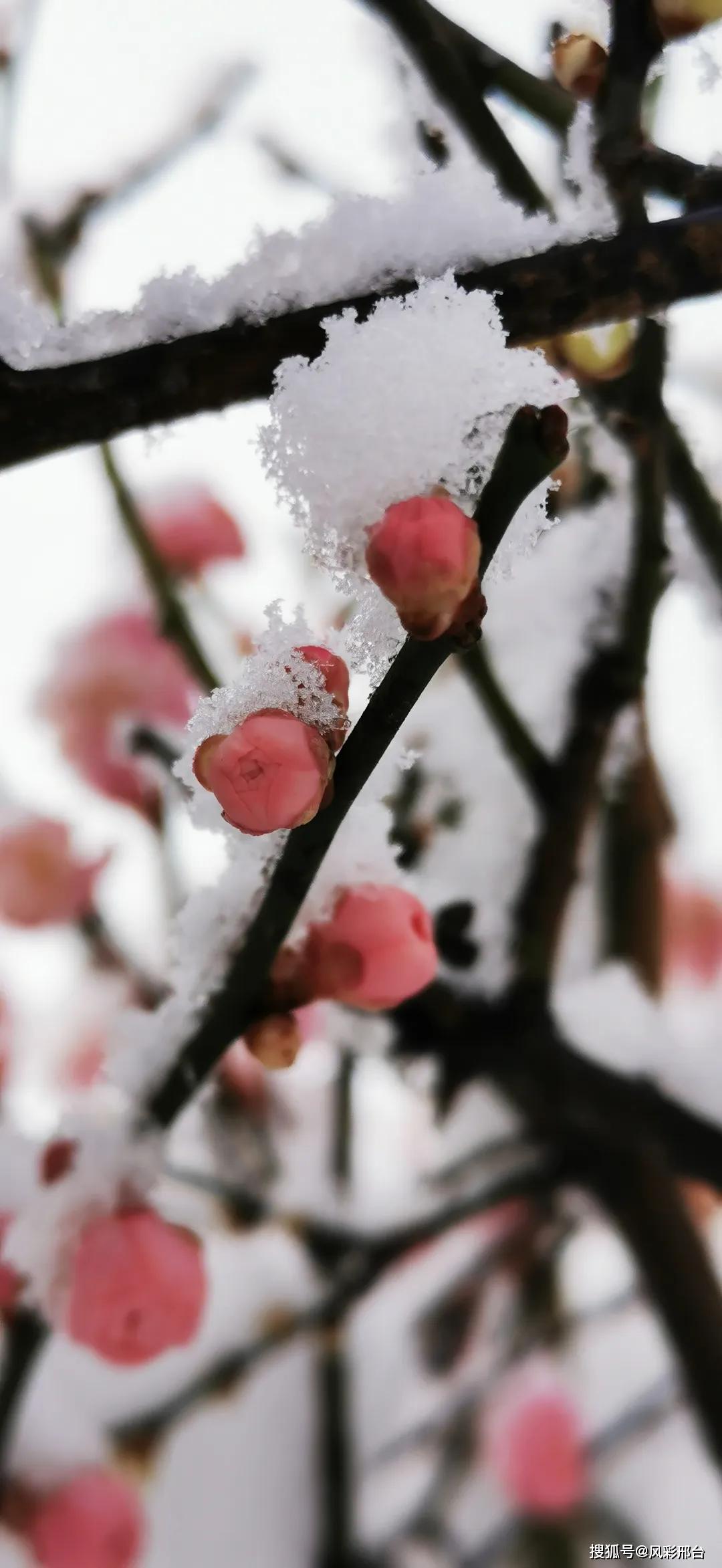 好一幅傲雪寒梅图!邢台前南峪抗大梅园的梅花开了