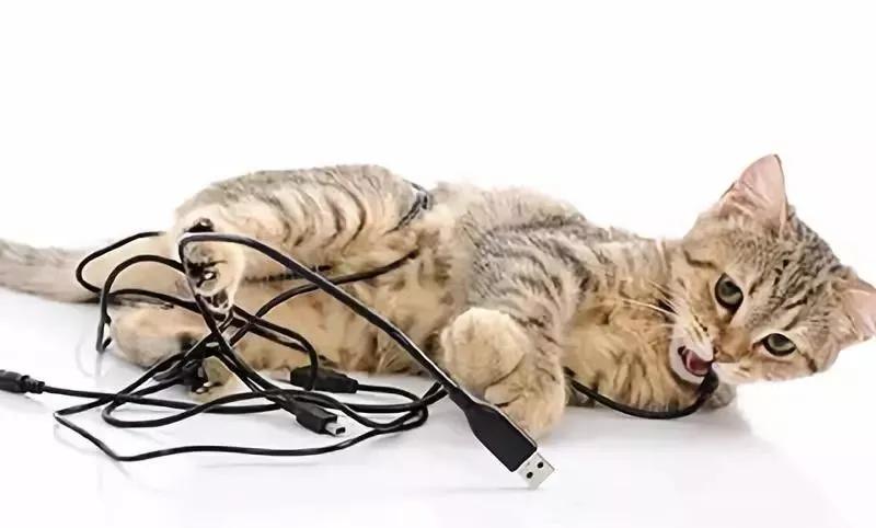 猫咪咬电线怎么办