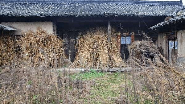 草什么门成语_草什么花什么成语(3)