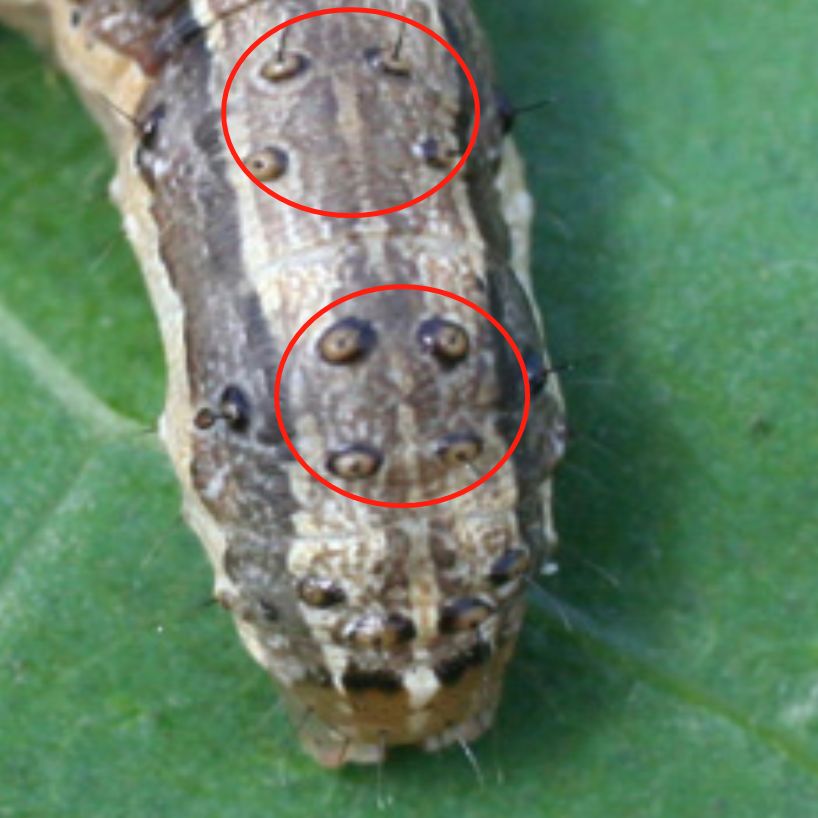 鳞翅目的昆虫是完全变态昆虫,即一生需要经过四个虫态:卵→幼虫→蛹