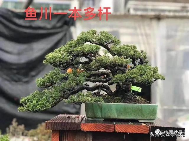 盆景欣赏:苍劲古朴,典雅清秀_树桩