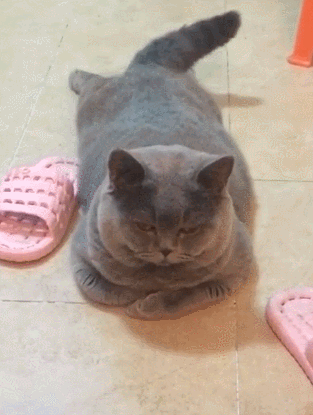 bb24e5d41cc94687b4c16d4f3555552a.gif