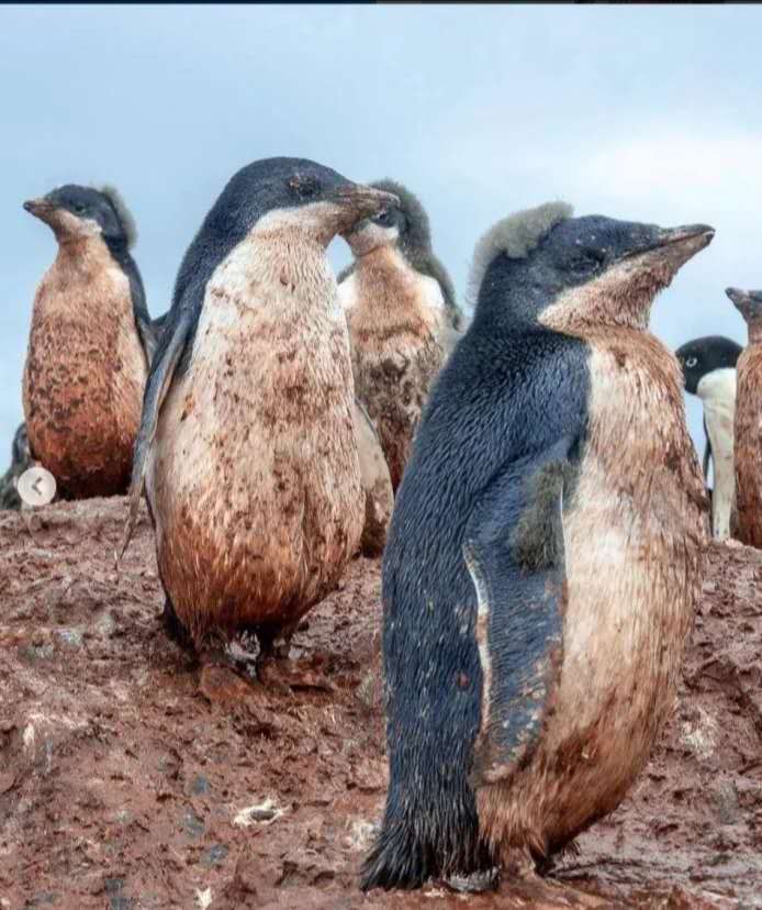 全球变暖 冰川融化 企鹅满身泥泞 让人看着只有心疼