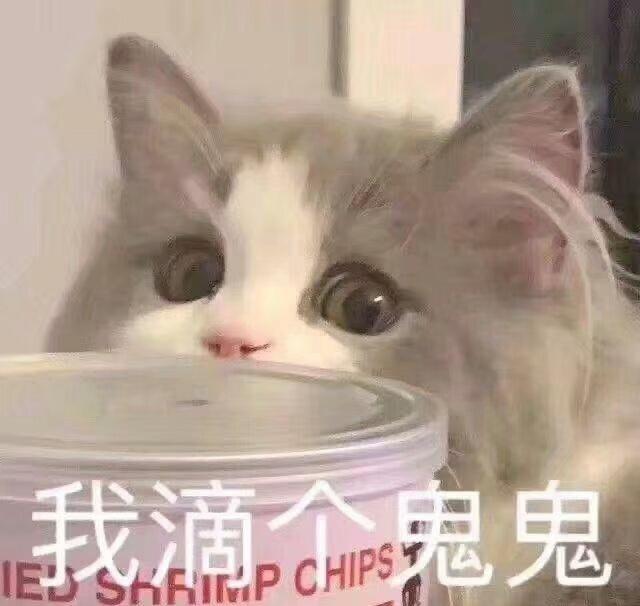 猫咪表情包合集老子可爱吗