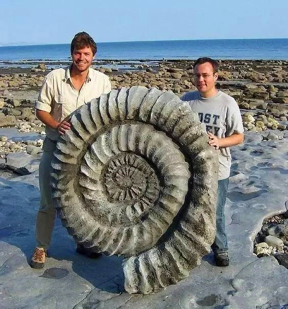 菊石亚纲是一群已经灭绝的海洋生物总称,生存于中奥陶世至晚白垩世,因