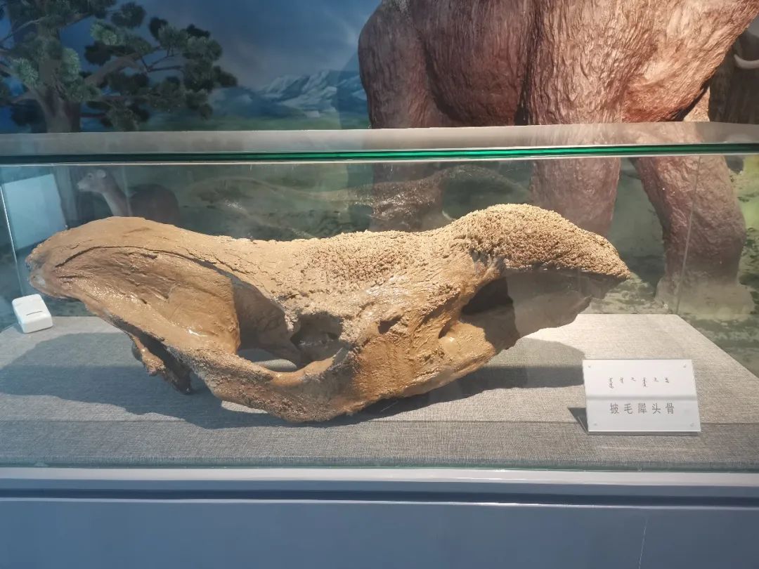 树化玉及猛犸象,披毛犀骨骼等古生物化石,所以说将这片神奇的土地上溯